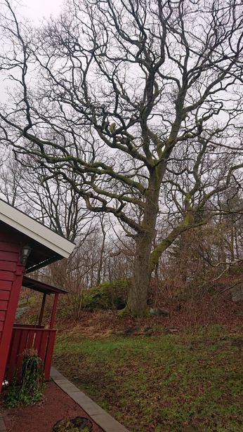 Bild för uppdrag: Fälla en ek som står nära huset i Anneberg