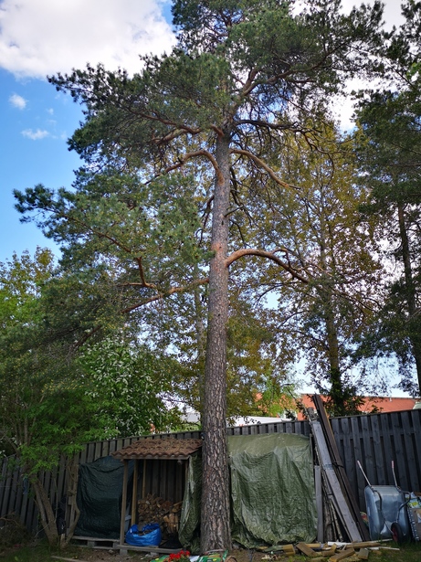 Bild för uppdrag: Fälla 30 meter hög tall och kapa i sektioner.