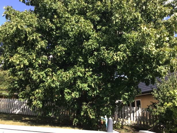 Bild för uppdrag: Klippa 3 st lönnar i Stockholm