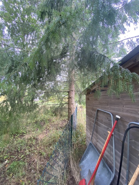 Bild för uppdrag: Fälla 1 st träd i Värmdö