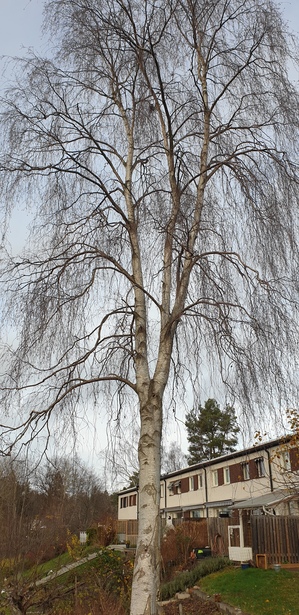 Bild för uppdrag: Fälla 1 st träd i Huddinge