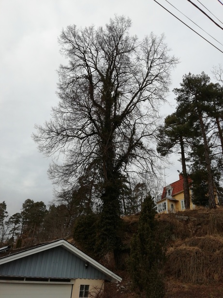 Kapa grenar på hög i Huddinge