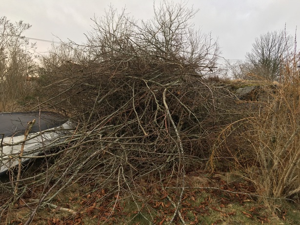 Bild för uppdrag: Trädgårdsarbete i Kungsbacka