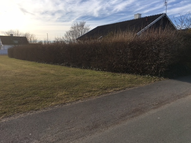Bild för uppdrag: Klippning av ca 30 m lång häck och rensning av murgröna i Höganäs
