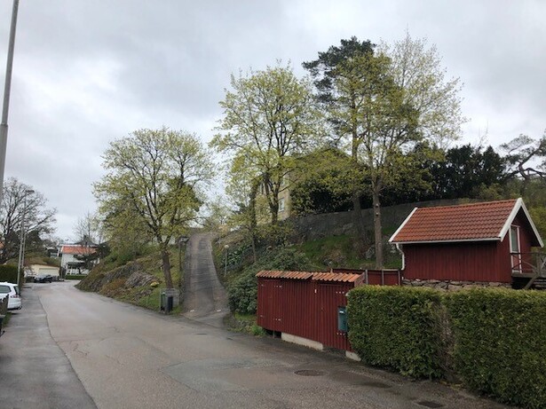 Bild för uppdrag: Fällning och bortforsling av en hög tall i Trollhättan, Strömslund