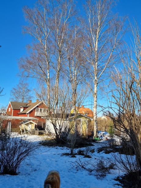 Bild för uppdrag: Fälla och bortforsla tre björkar i Sollentuna, inom 3 månader