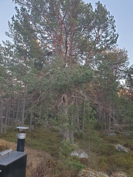 Fälla och såga upp ca 20 st träd på Värmdö