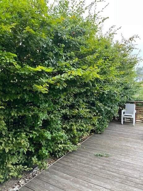 Beskära vildvuxen häck i Sundbyberg