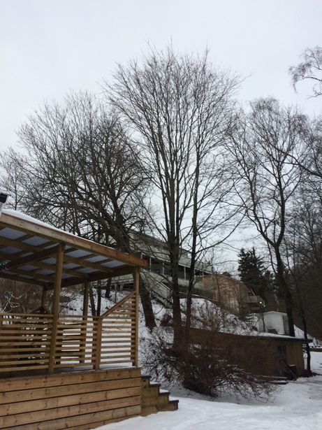 Bild för uppdrag: Trädfällning av 3 st träd eller mer i Sollentuna, 2/5